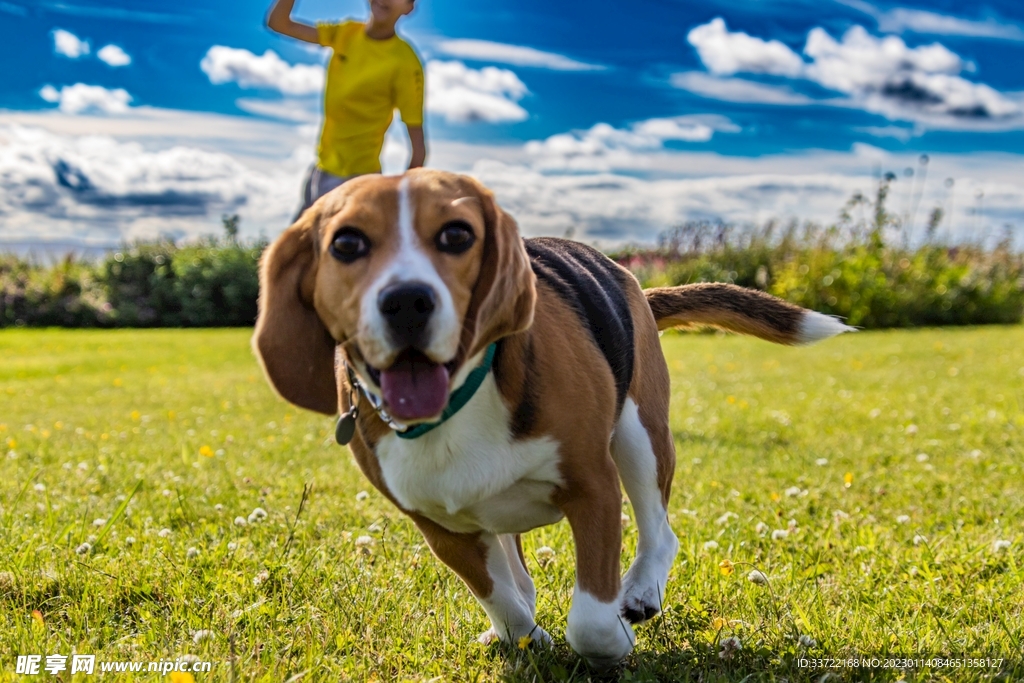 比格犬
