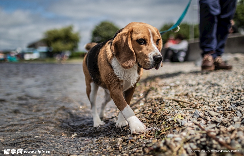 比格犬