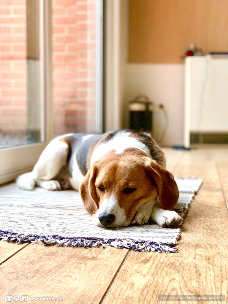 比格犬