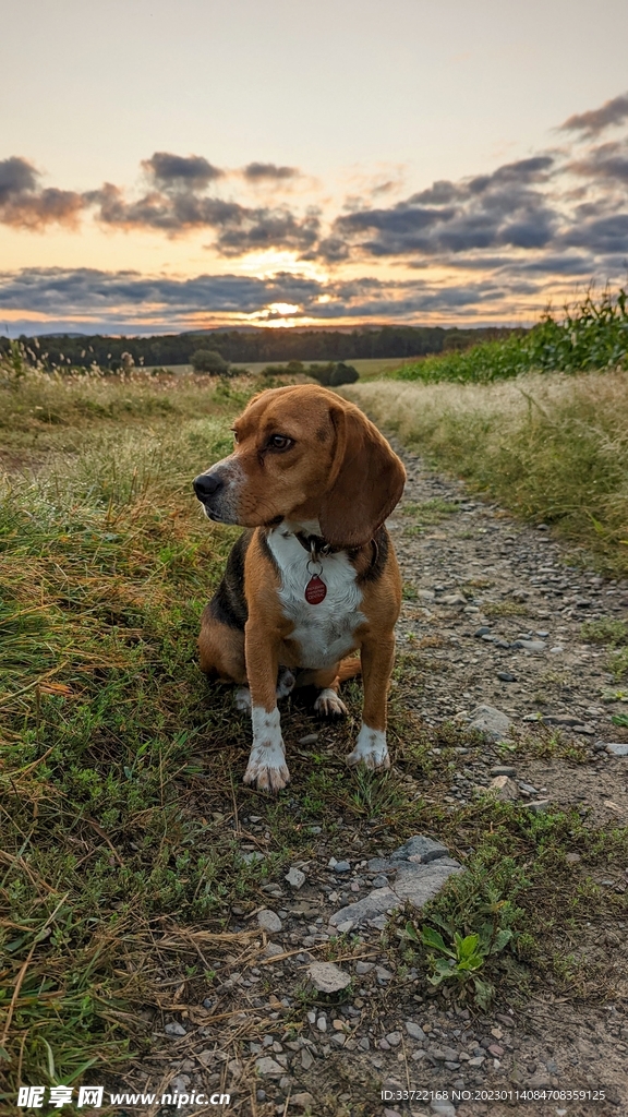 比格犬
