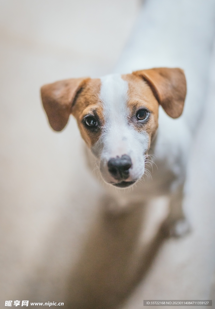 比格犬