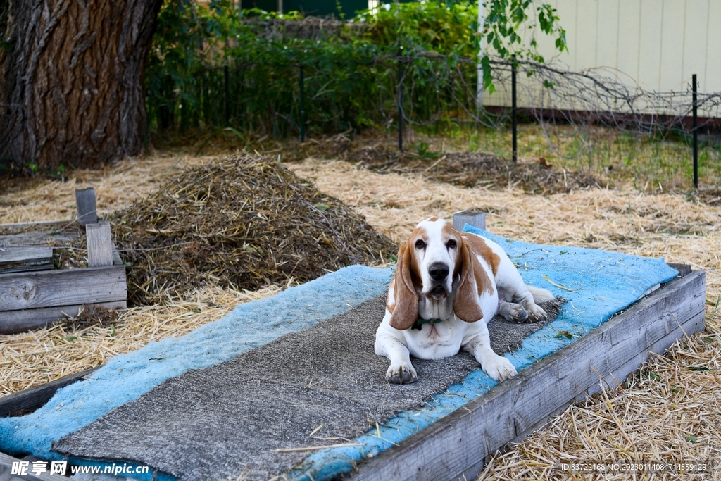 比格犬
