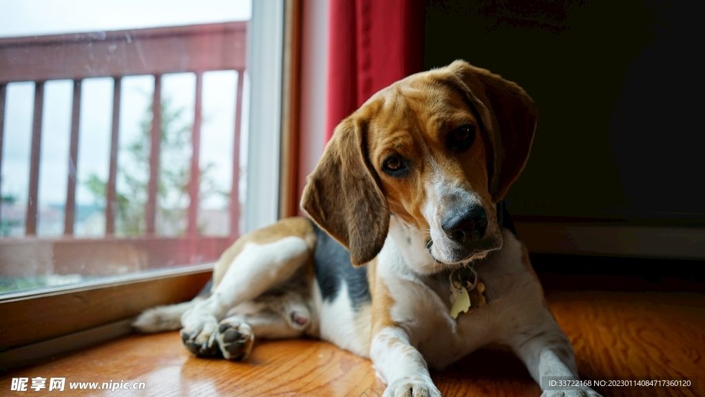 比格犬