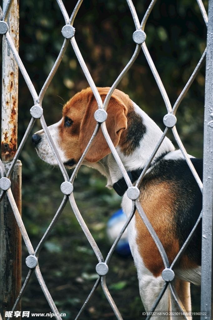 比格犬