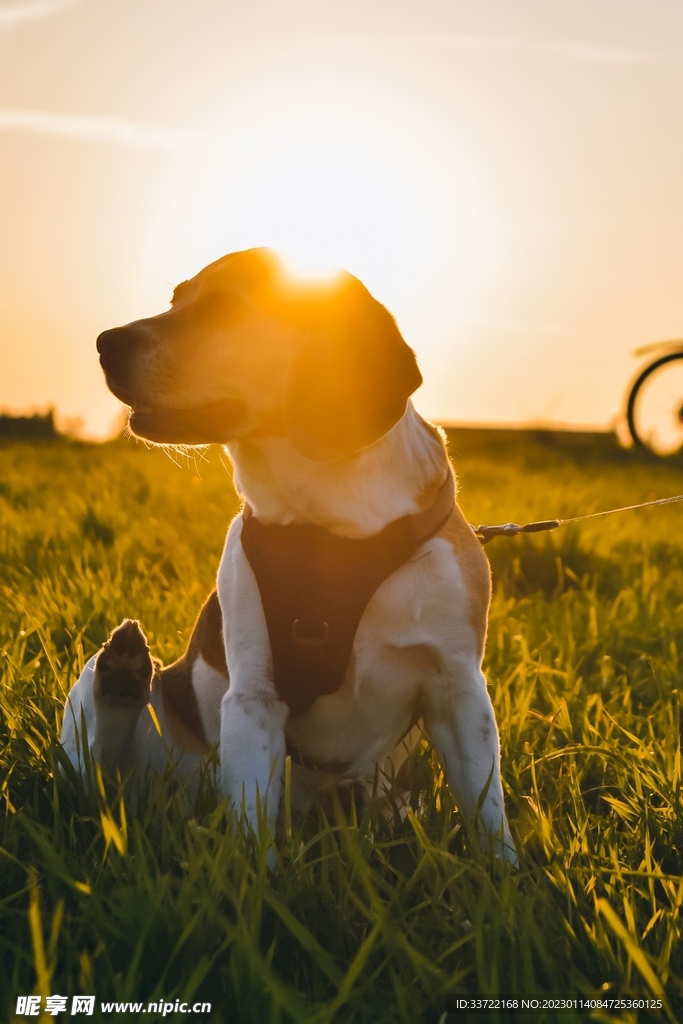 比格犬