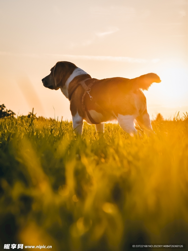比格犬