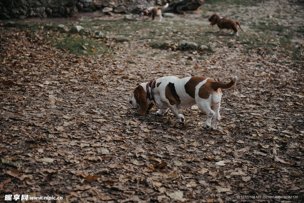 比格犬