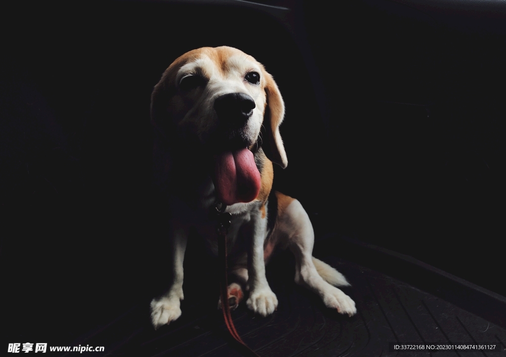 比格犬