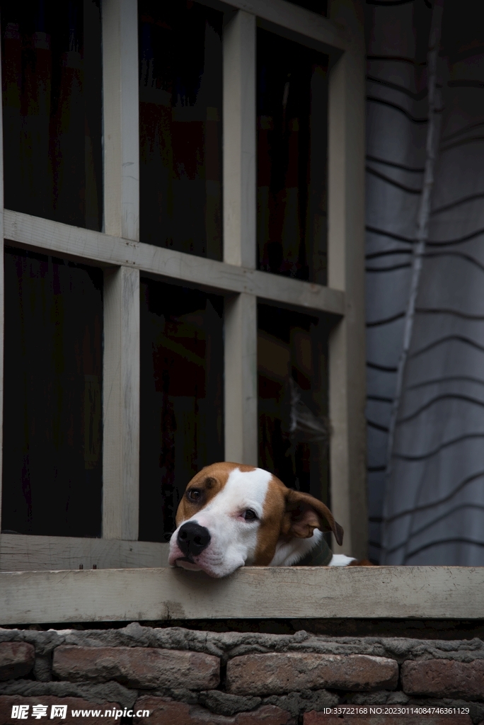 比格犬