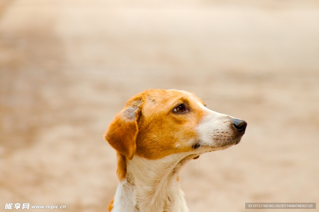 比格犬