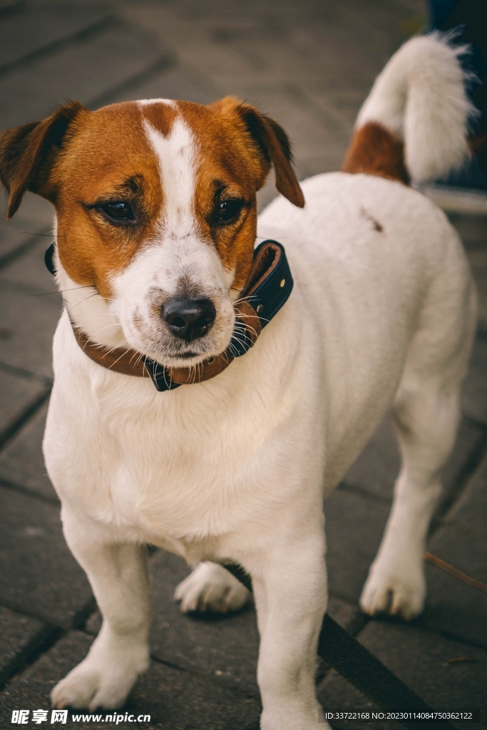比格犬