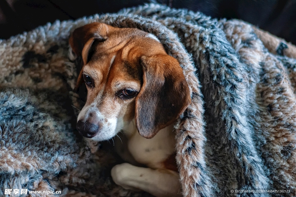 比格犬