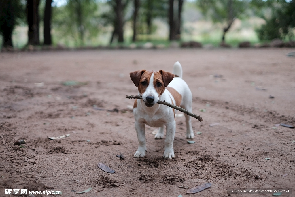 比格犬
