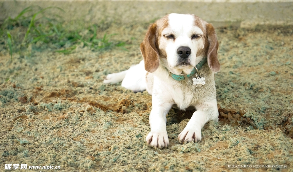 比格犬