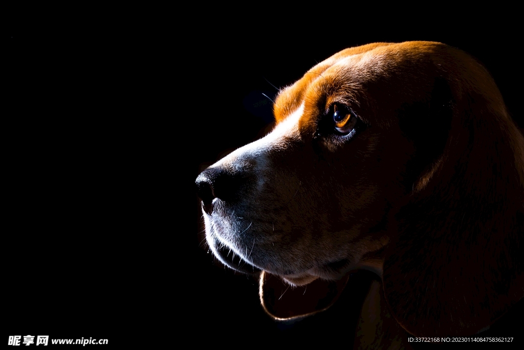 比格犬