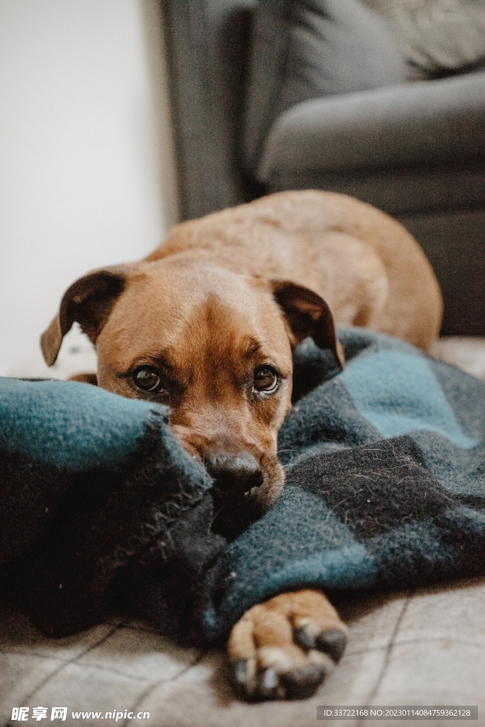 比格犬