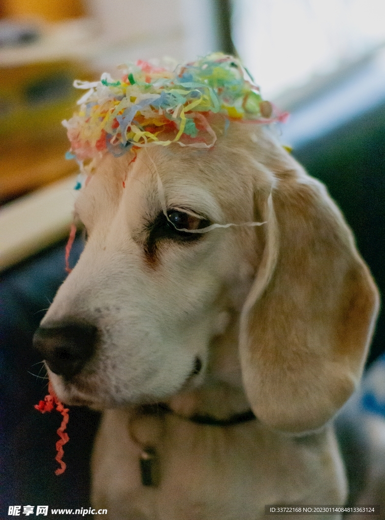 比格犬
