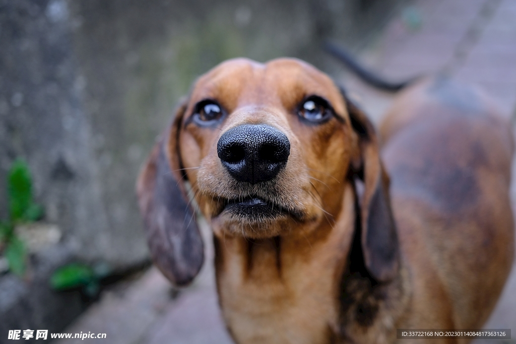 比格犬