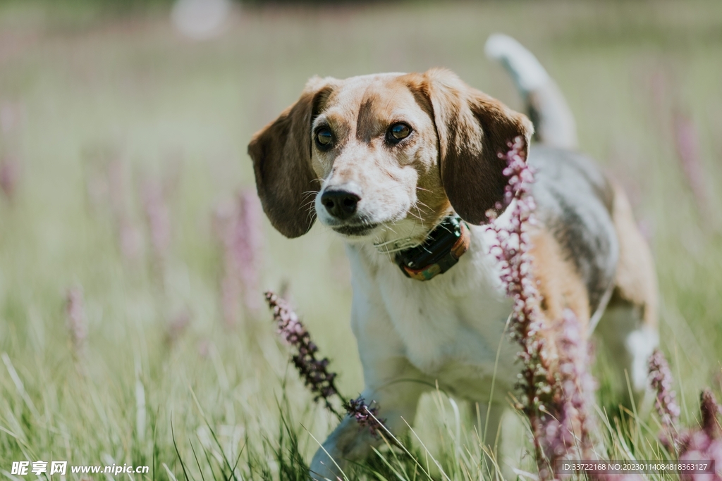 比格犬