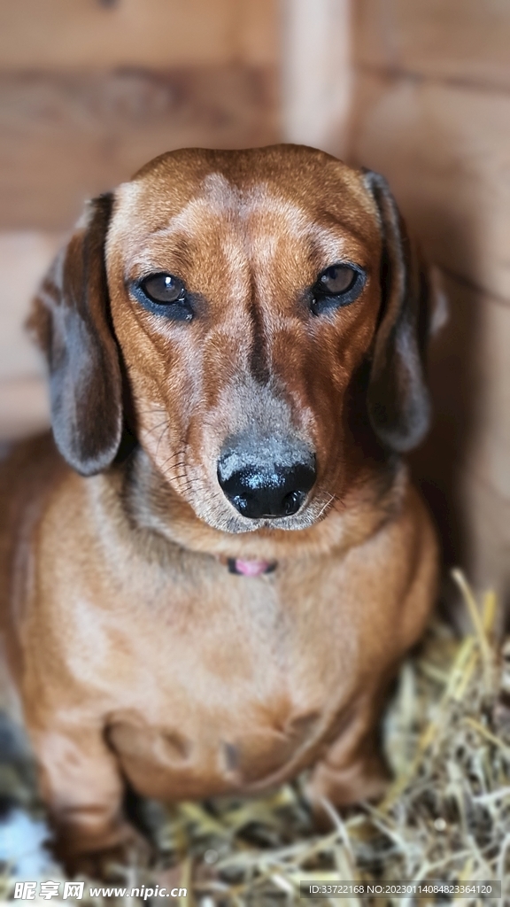 比格犬