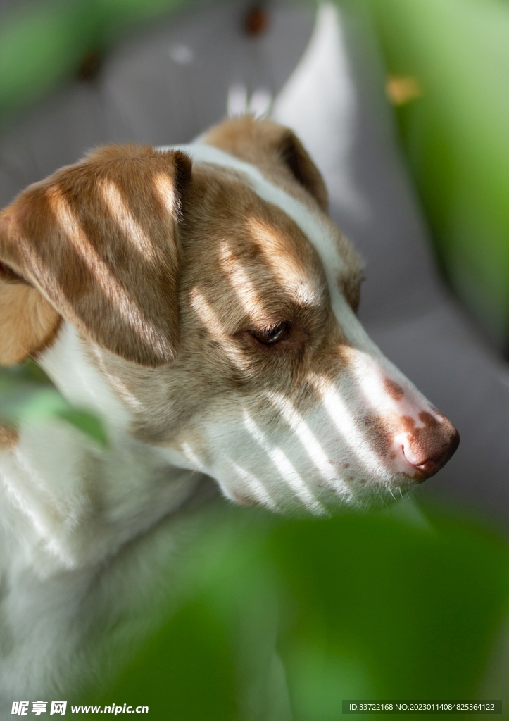比格犬