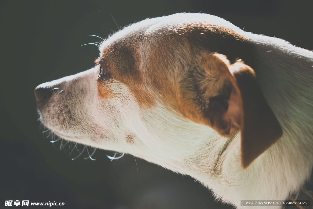 比格犬