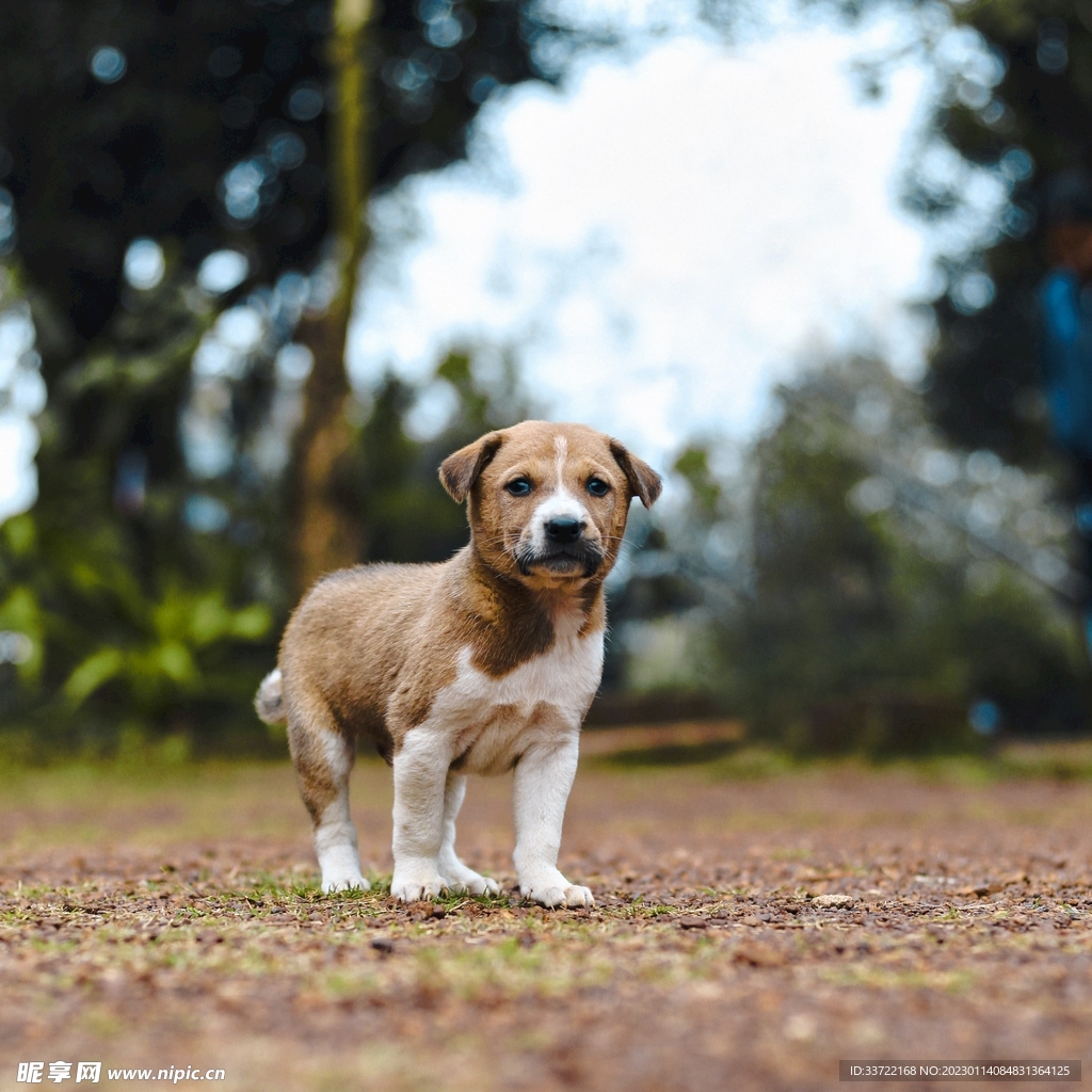 比格犬
