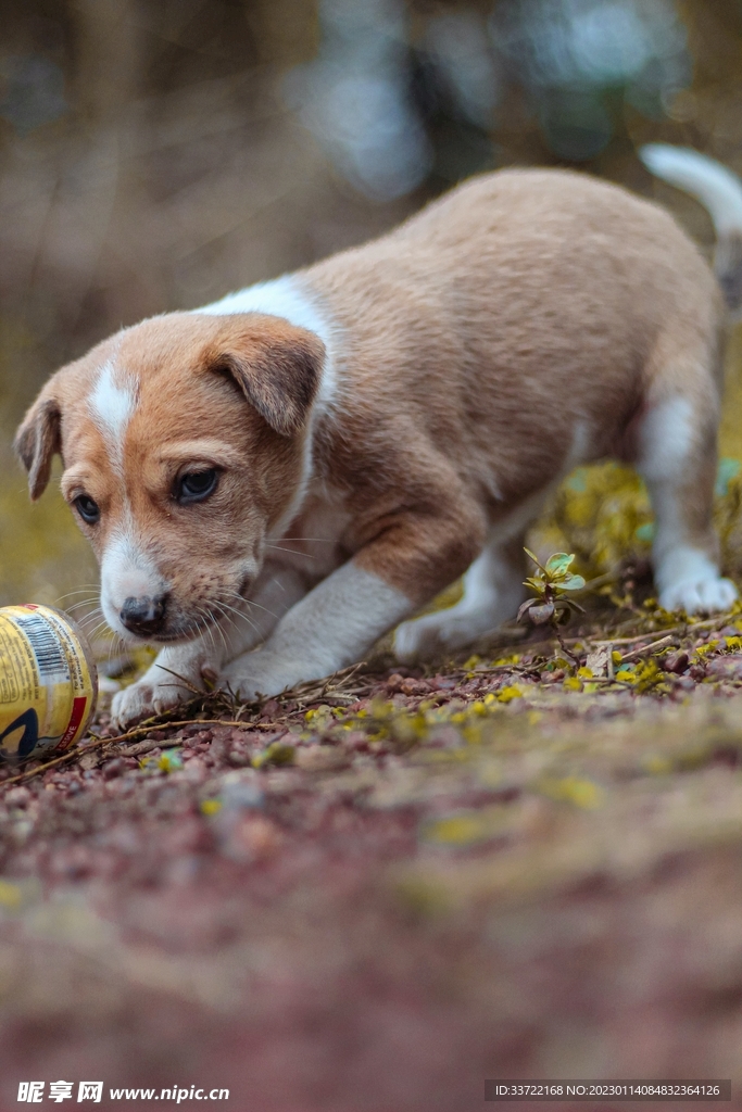 比格犬