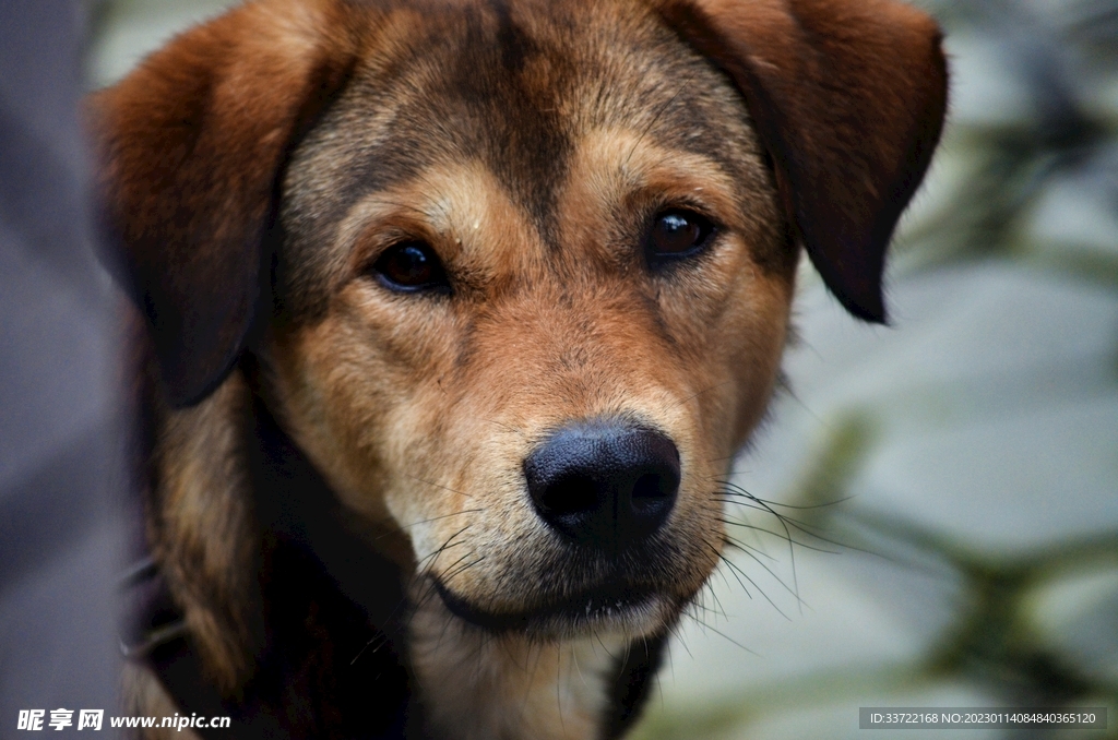 比格犬
