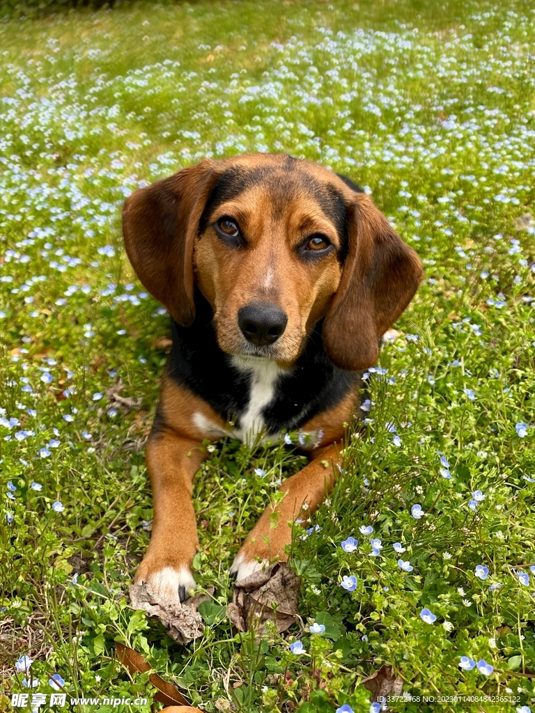 比格犬