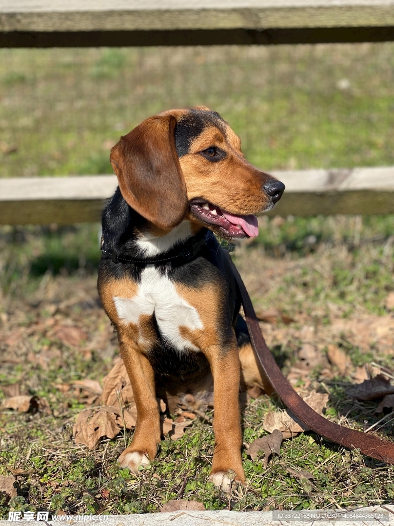 比格犬
