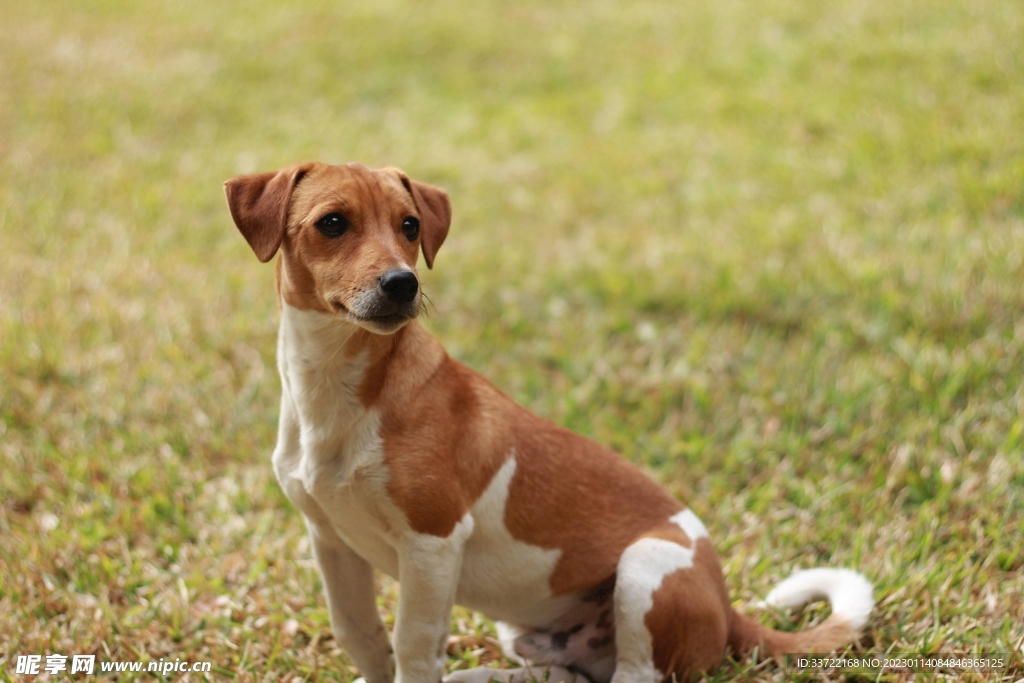 比格犬