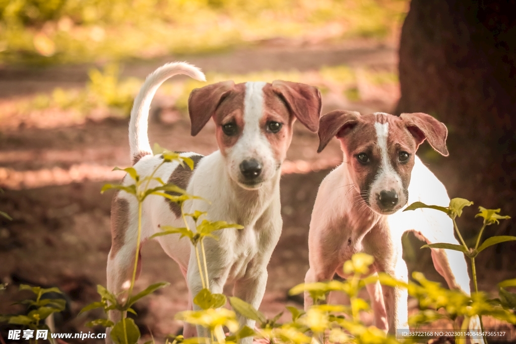 比格犬