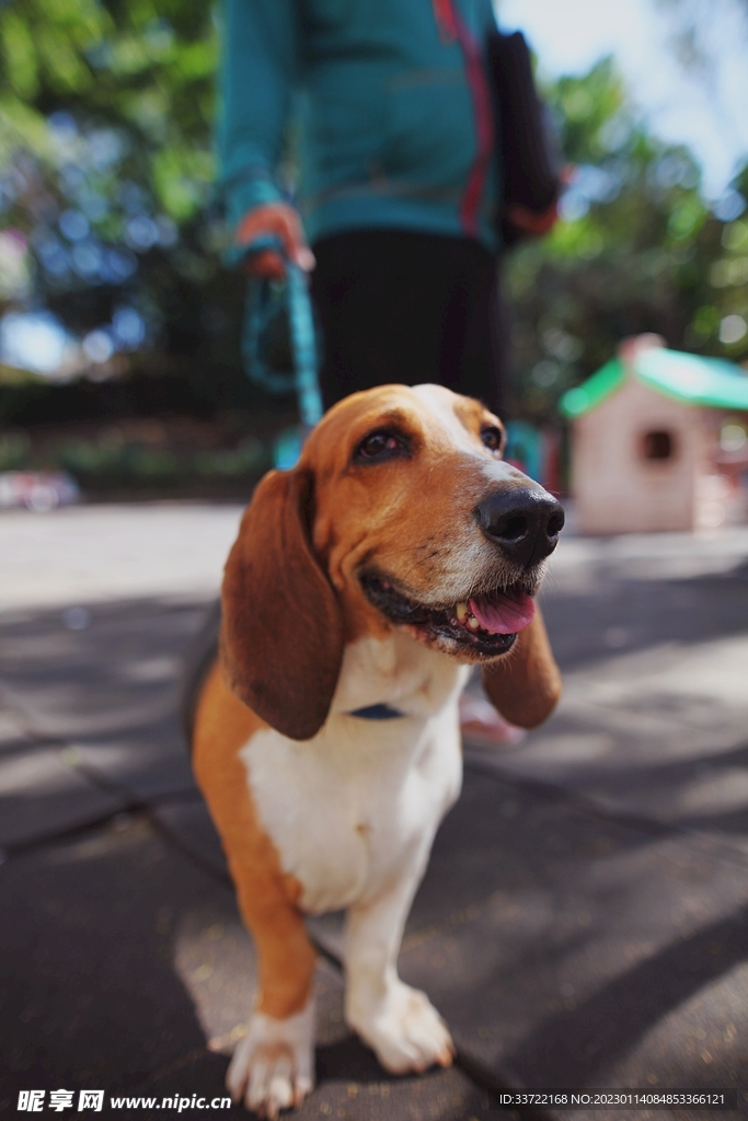 比格犬