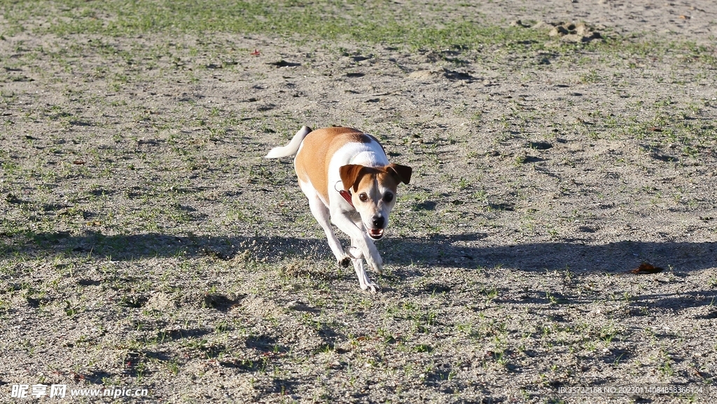 比格犬
