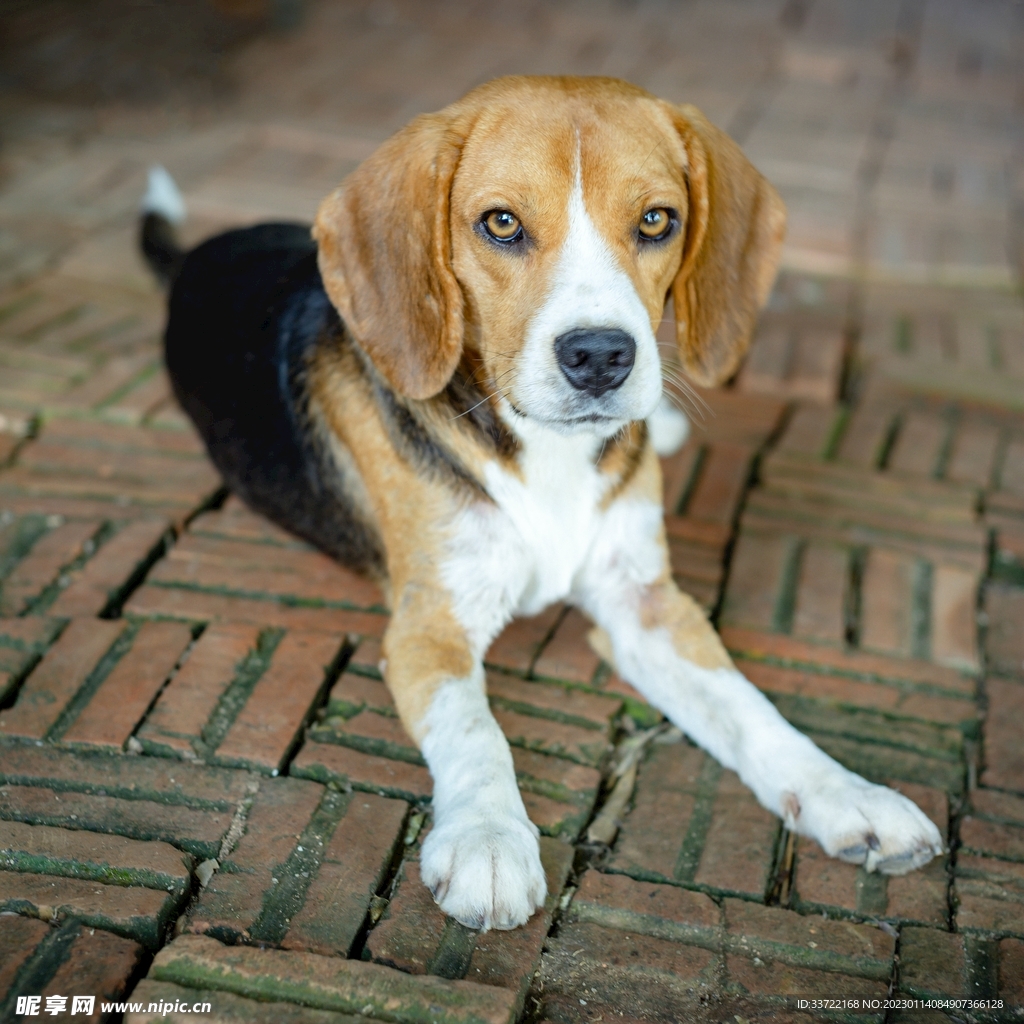 比格犬