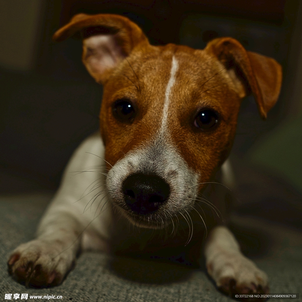 比格犬