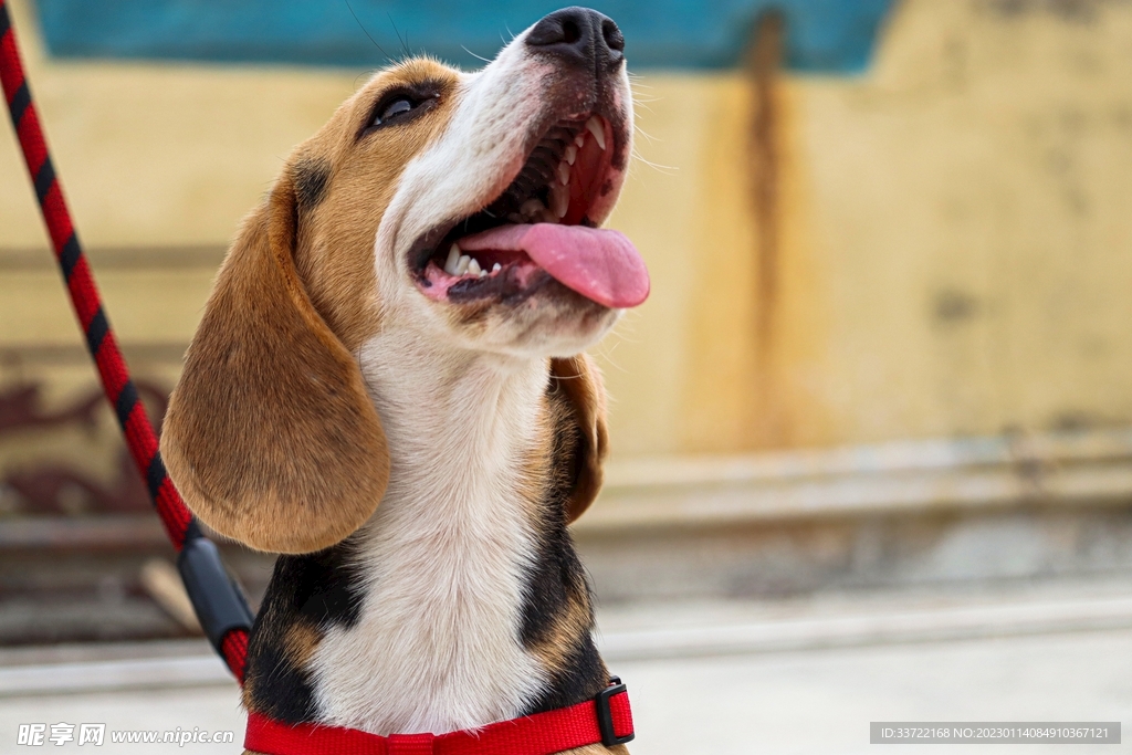 比格犬