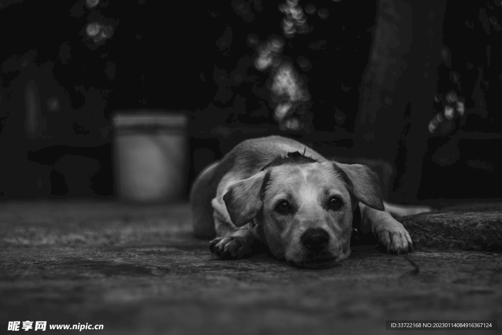 比格犬