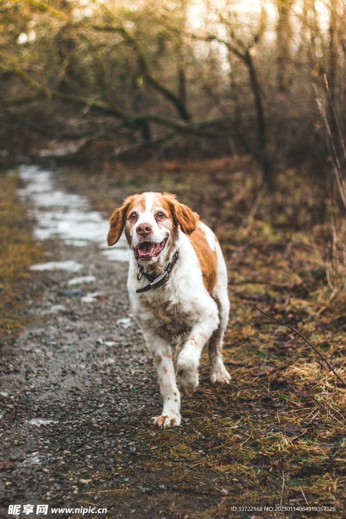 比格犬