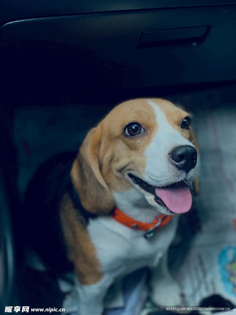 比格犬