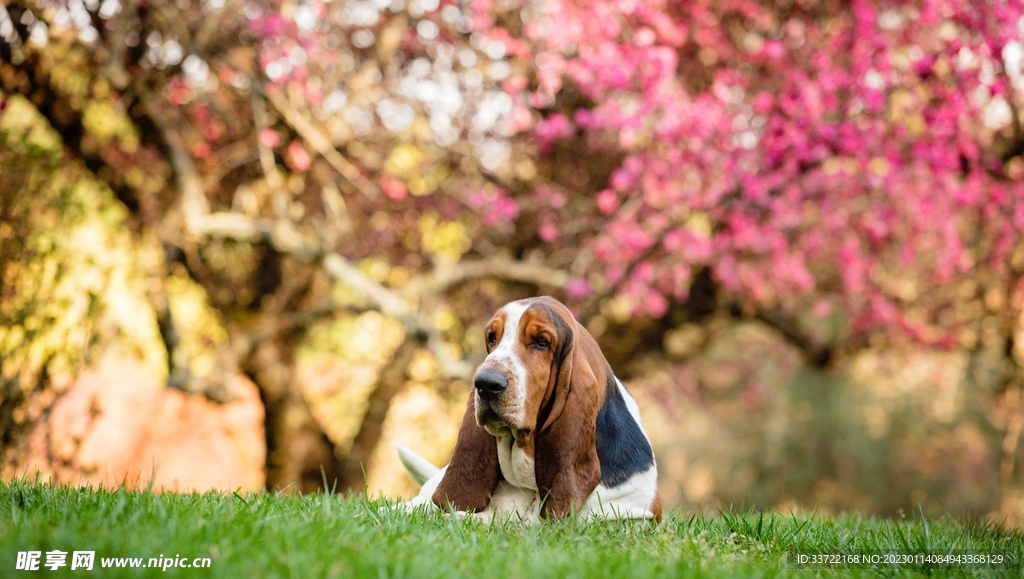 比格犬