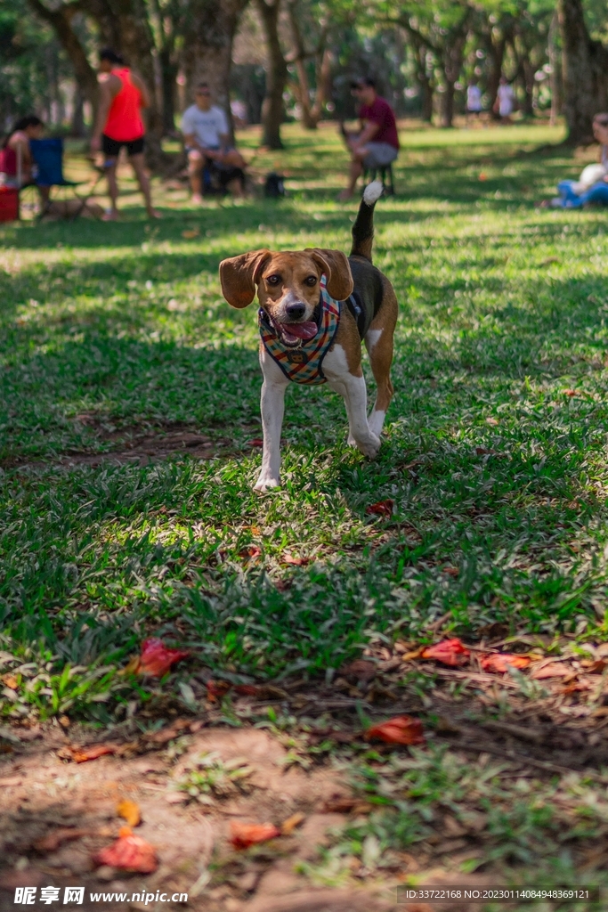 比格犬