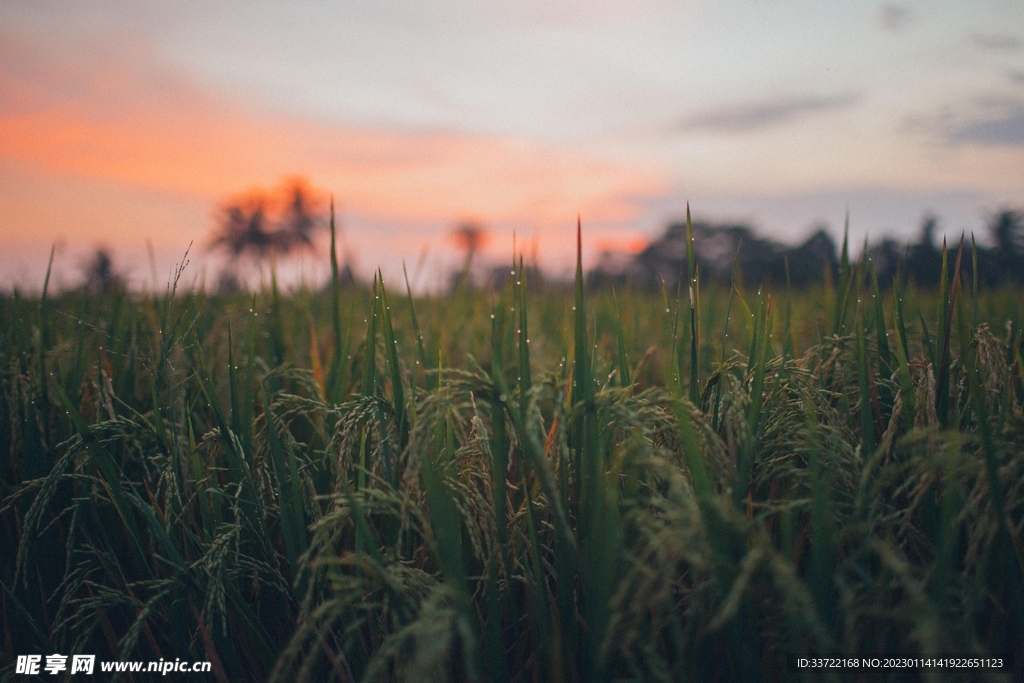 小麦