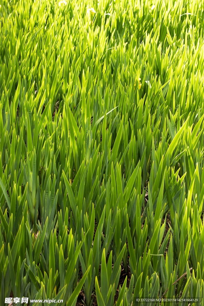 小麦