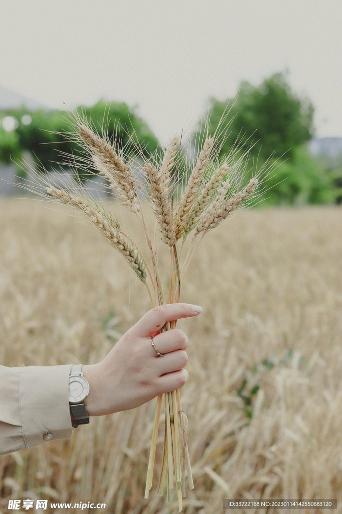 小麦