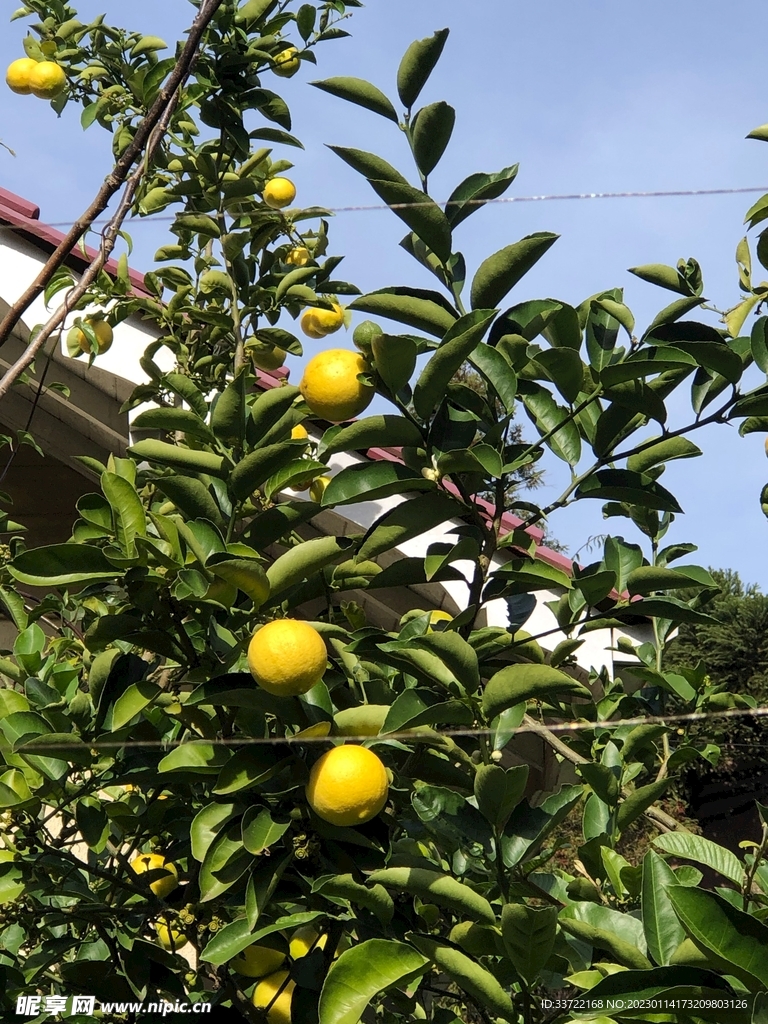 柠檬