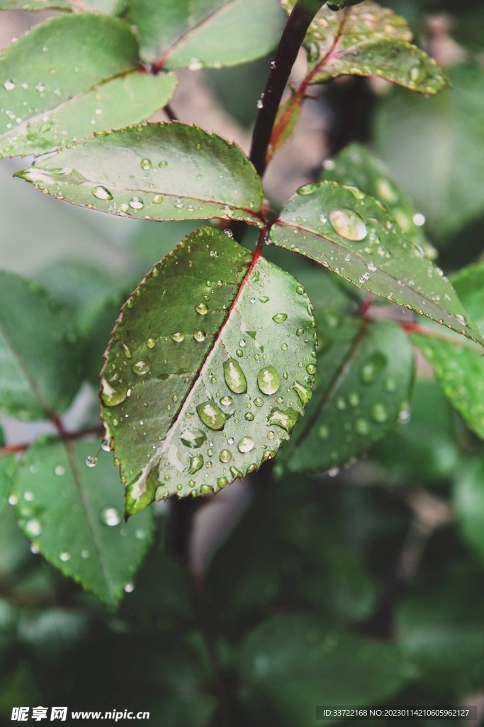 水滴水珠