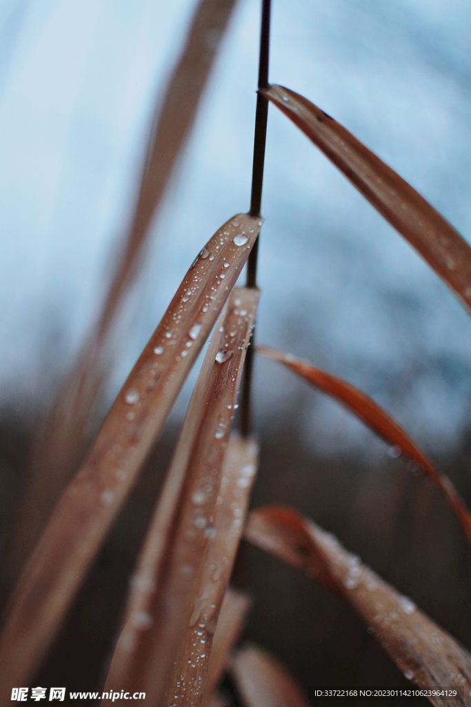 水滴水珠
