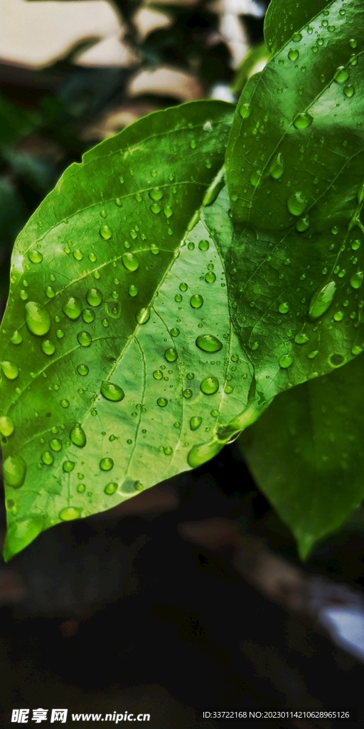 水滴水珠